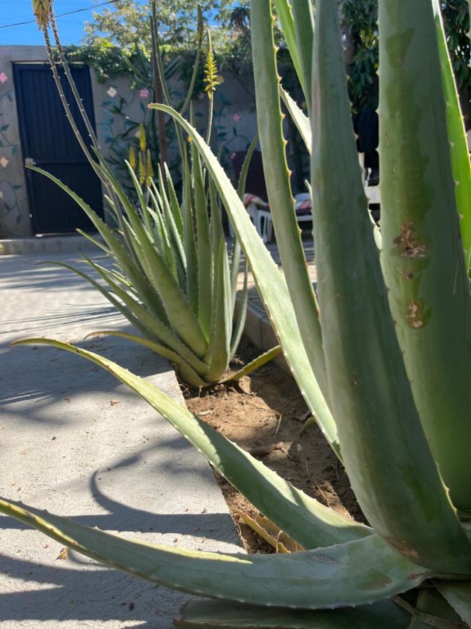 Dici Co-Living Housing Cabo San Lucas Bed & Breakfast Eksteriør bilde