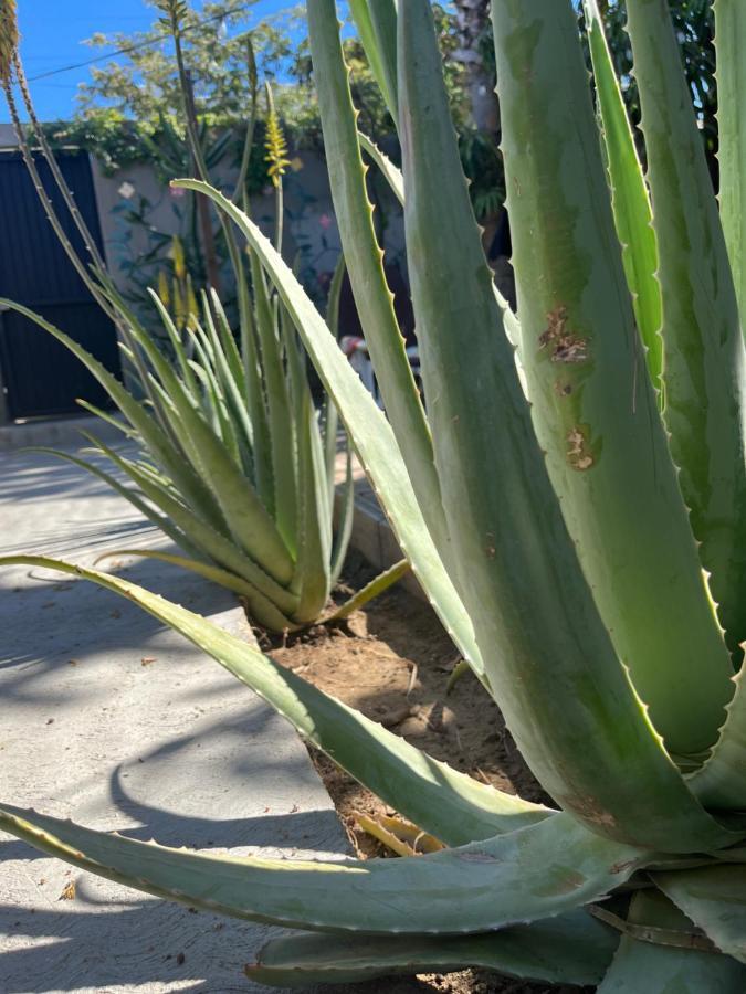 Dici Co-Living Housing Cabo San Lucas Bed & Breakfast Eksteriør bilde
